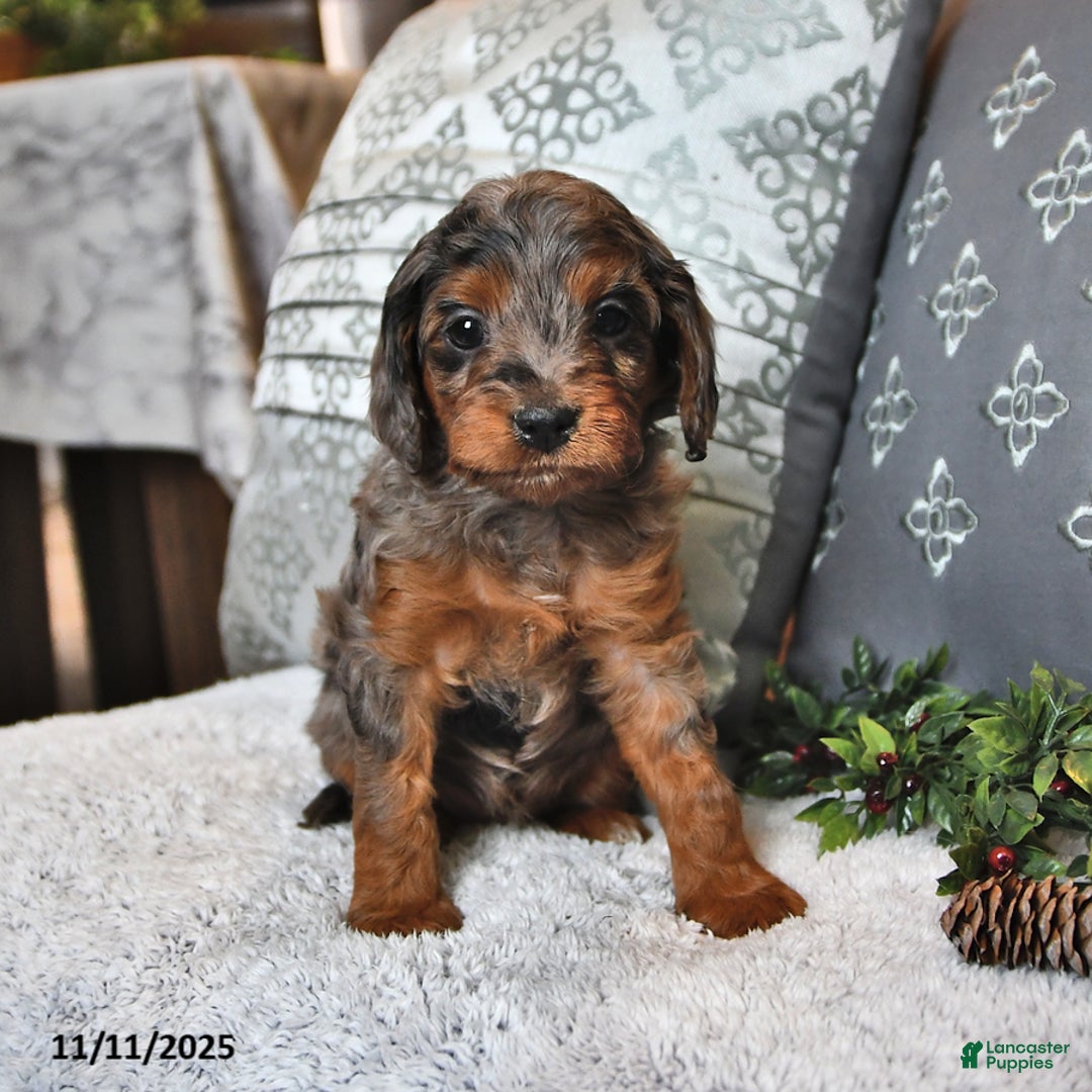 Cavachon dogs for sale: Chai  - Ad 1