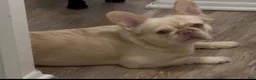 French Bulldog dogs for sale: Roxy - Ad 2
