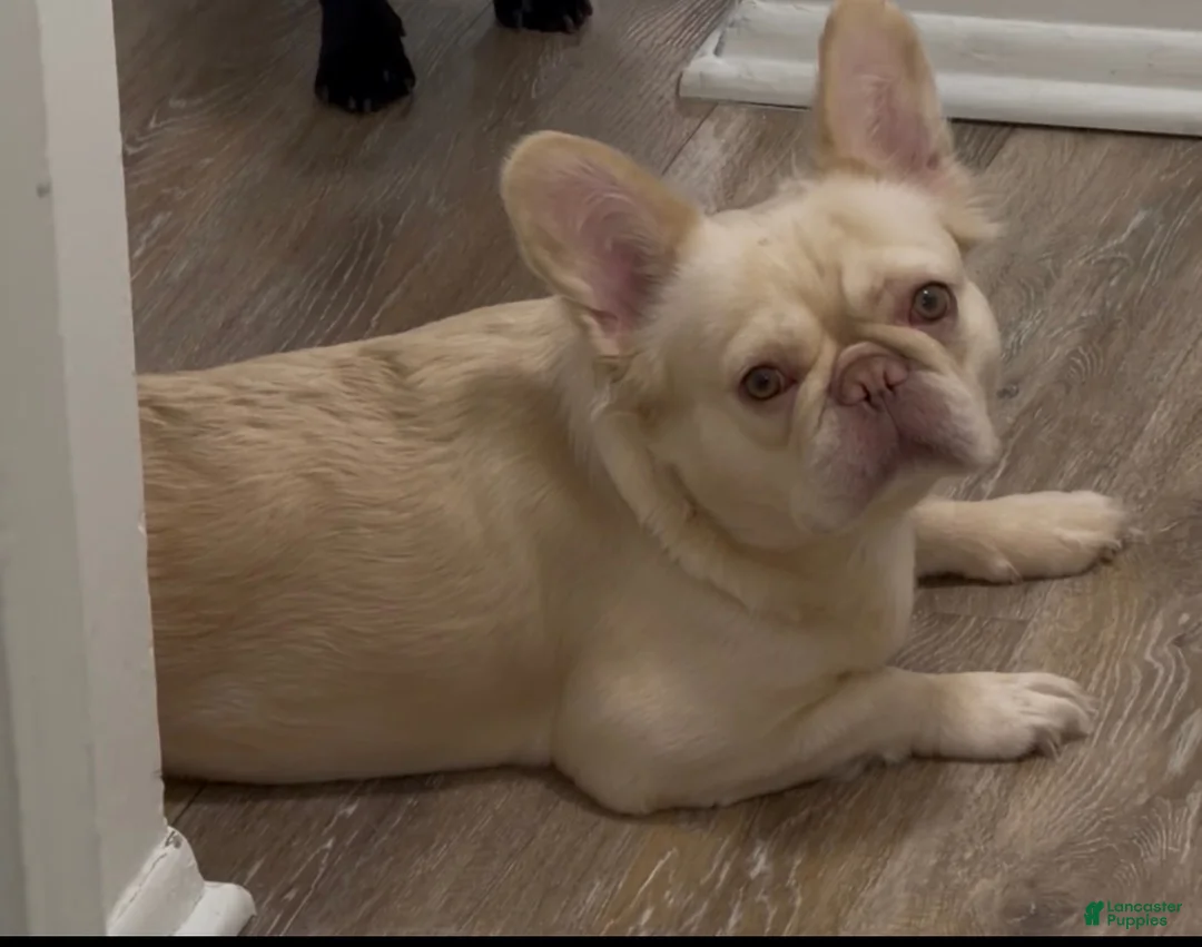 French Bulldog dogs for sale: Roxy - Ad 2