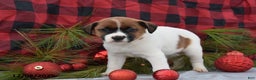 Jack Russell Terrier dogs for sale: Noel - Ad 2