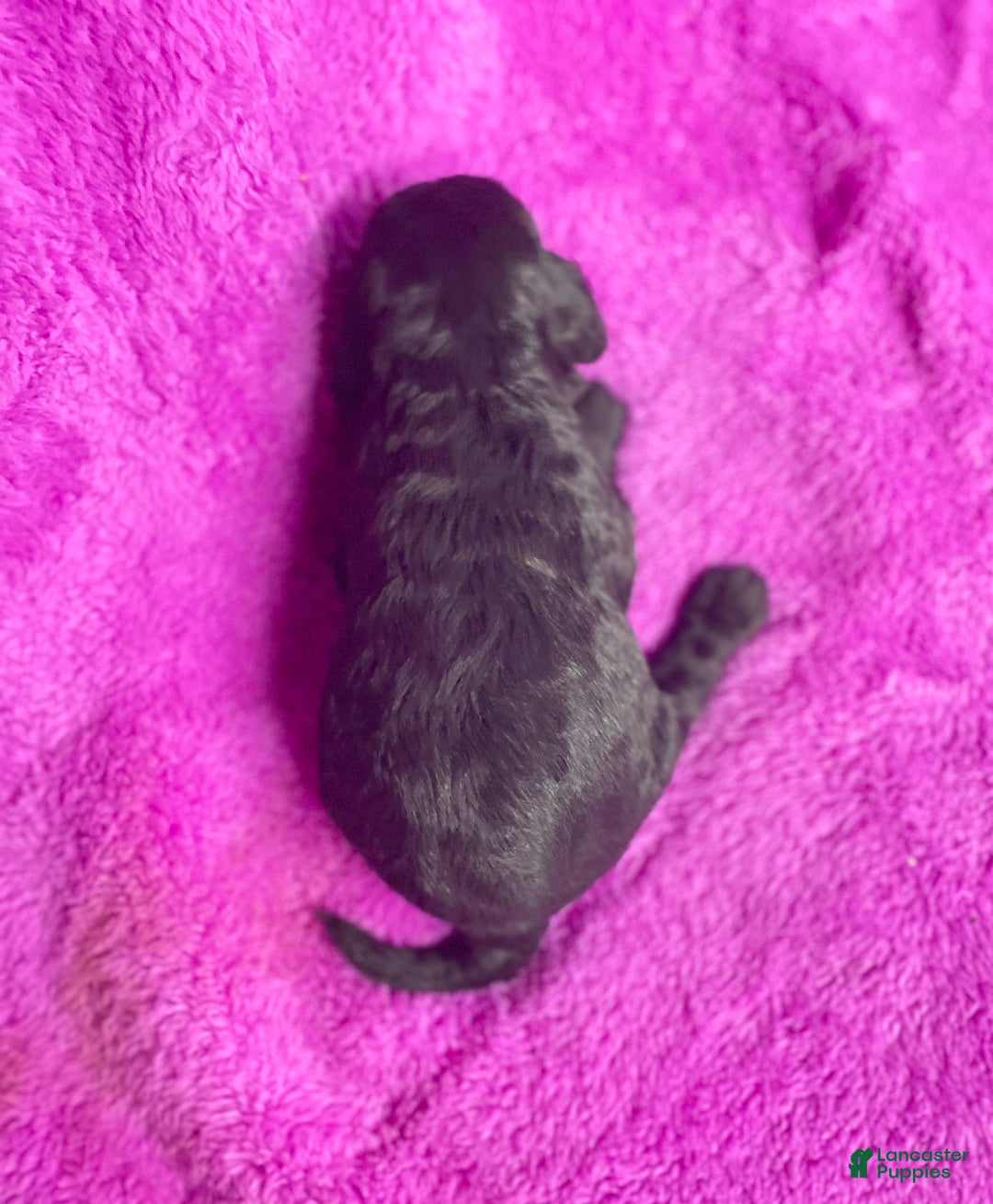 Cockapoo dogs for sale: Cockapoo Puppy 4 - Ad 2