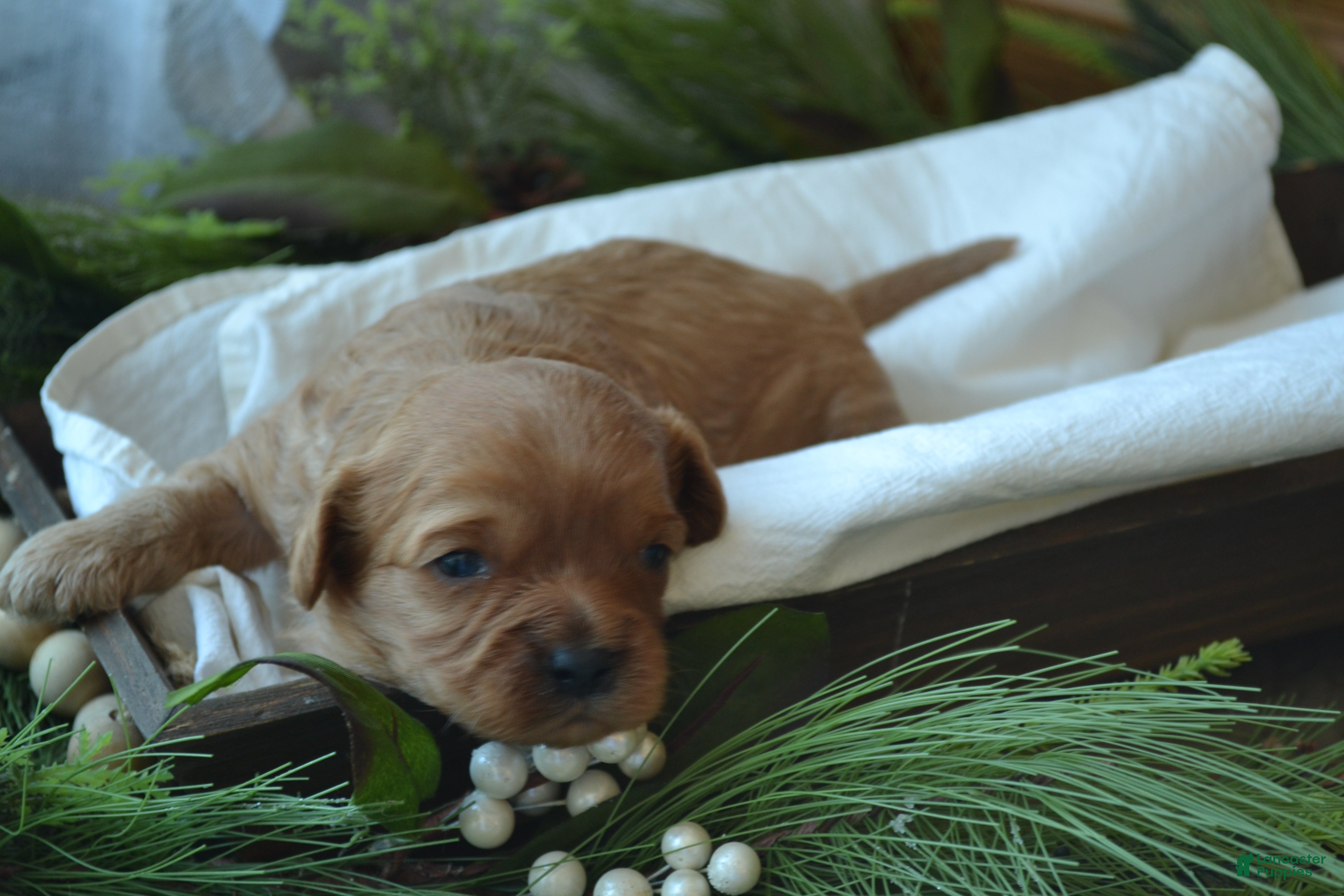 Cavapoo dogs Glory - Ad 3