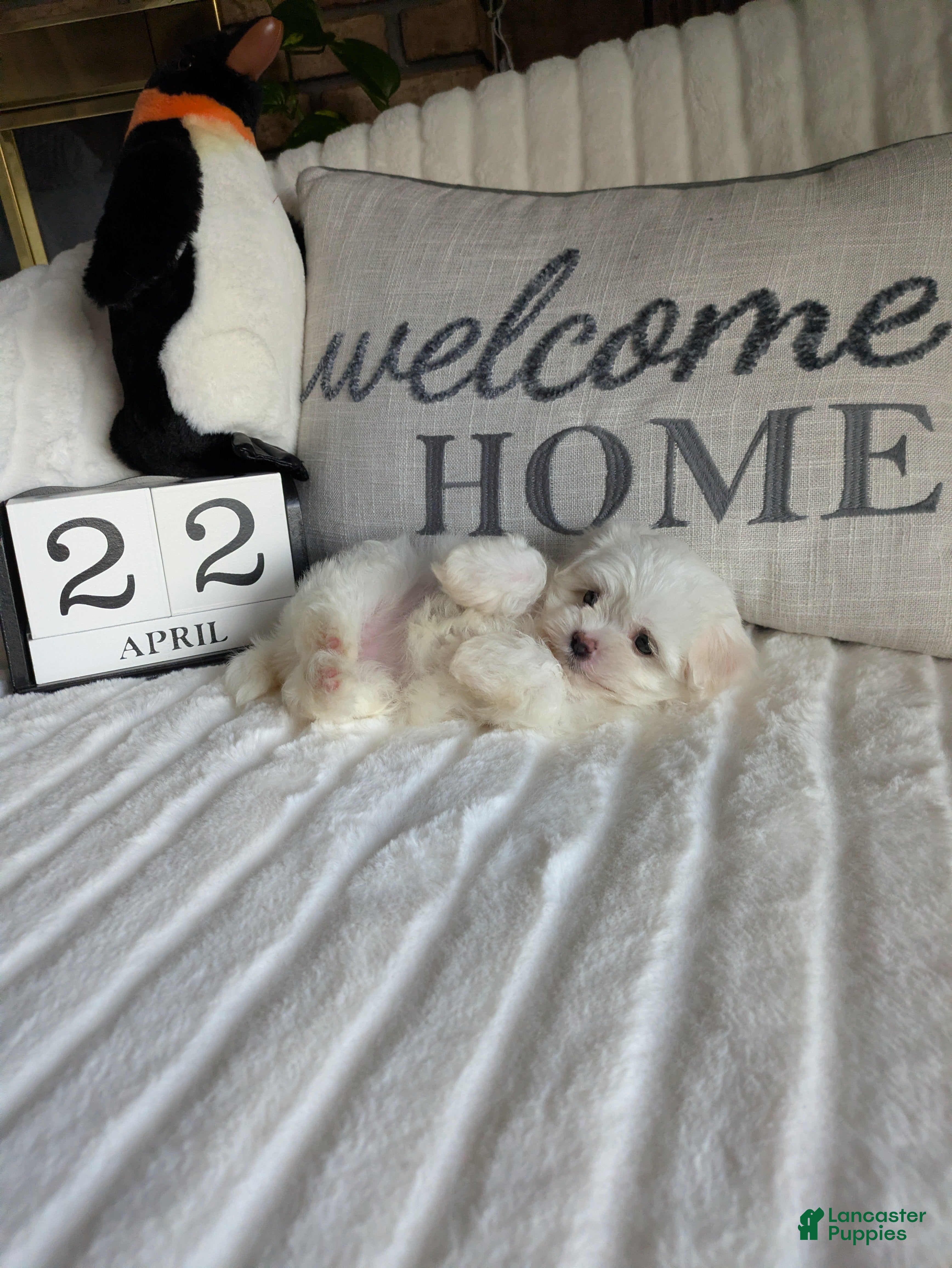 Maltese dogs Kansas  - Ad 1