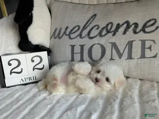 Maltese dogs for sale: Kansas - Ad 2