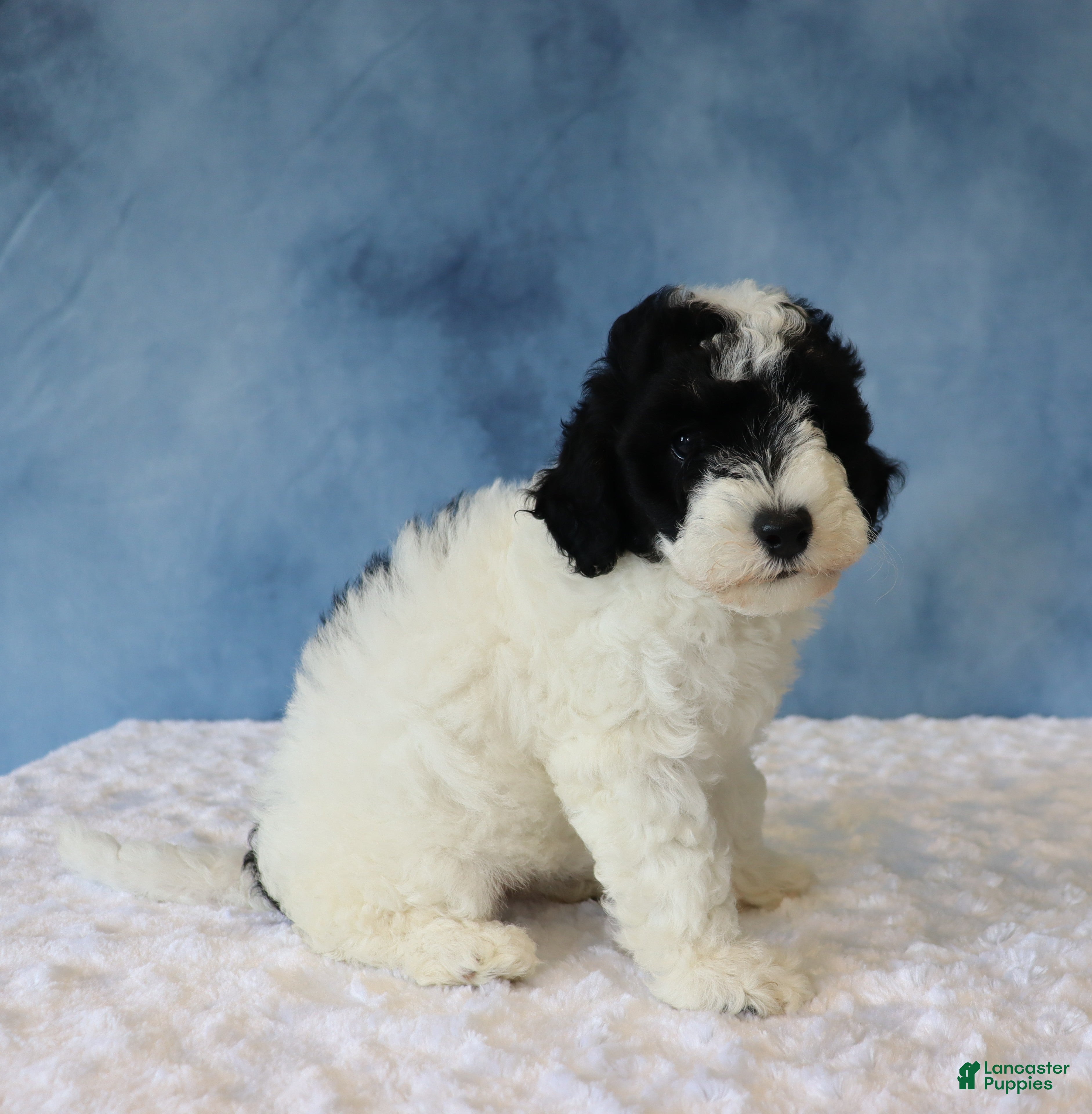 Mixed Breed dogs Bella - Ad 2