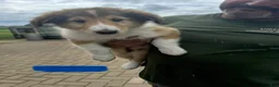 Collie dogs for sale: Collie 2- Cream Collar - Ad 5