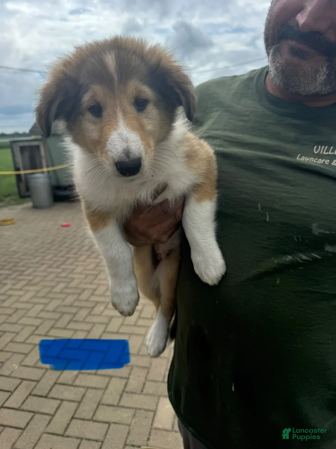 Collie dogs for sale: Collie 2- Cream Collar - Ad 5