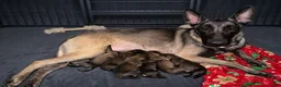 Belgian Malinois dogs for sale: Belgian Malinois 2 - Ad 2