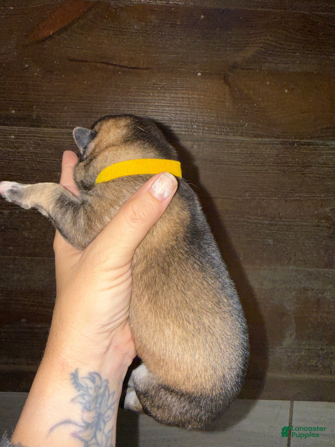 Gerberian Shepsky dogs for sale: Yellow - Ad 2