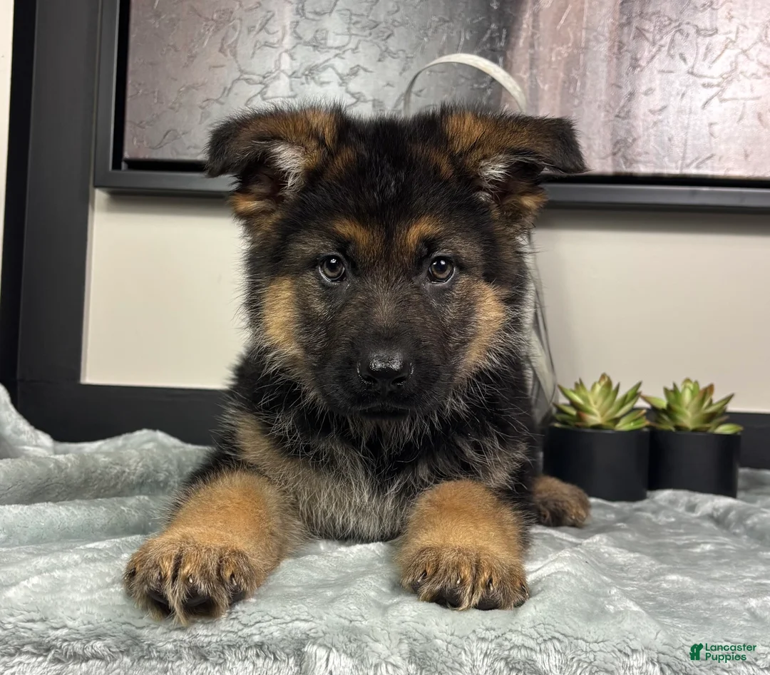 German Shepherd dogs for sale:  Boy 1: Mike - Ad 2