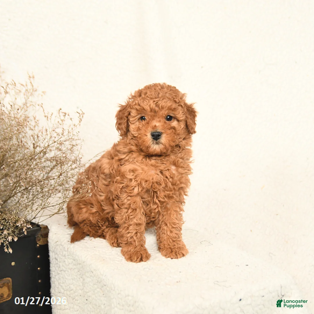 Miniature Poodle dogs for sale: Angel - Ad 2