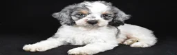Cockapoo dogs for sale: Freddy - Ad 7