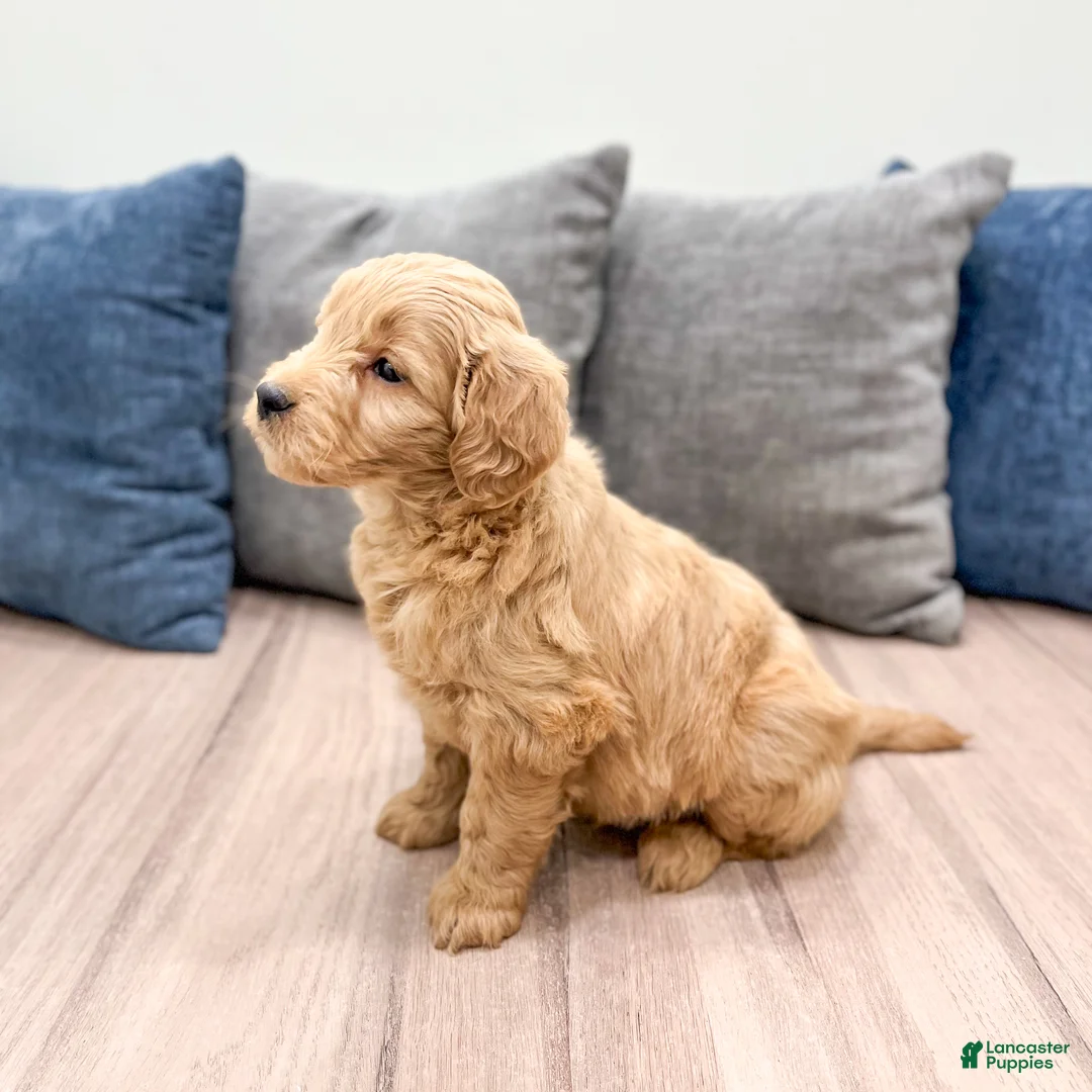 Mini Goldendoodle dogs for sale: River - Ad 3