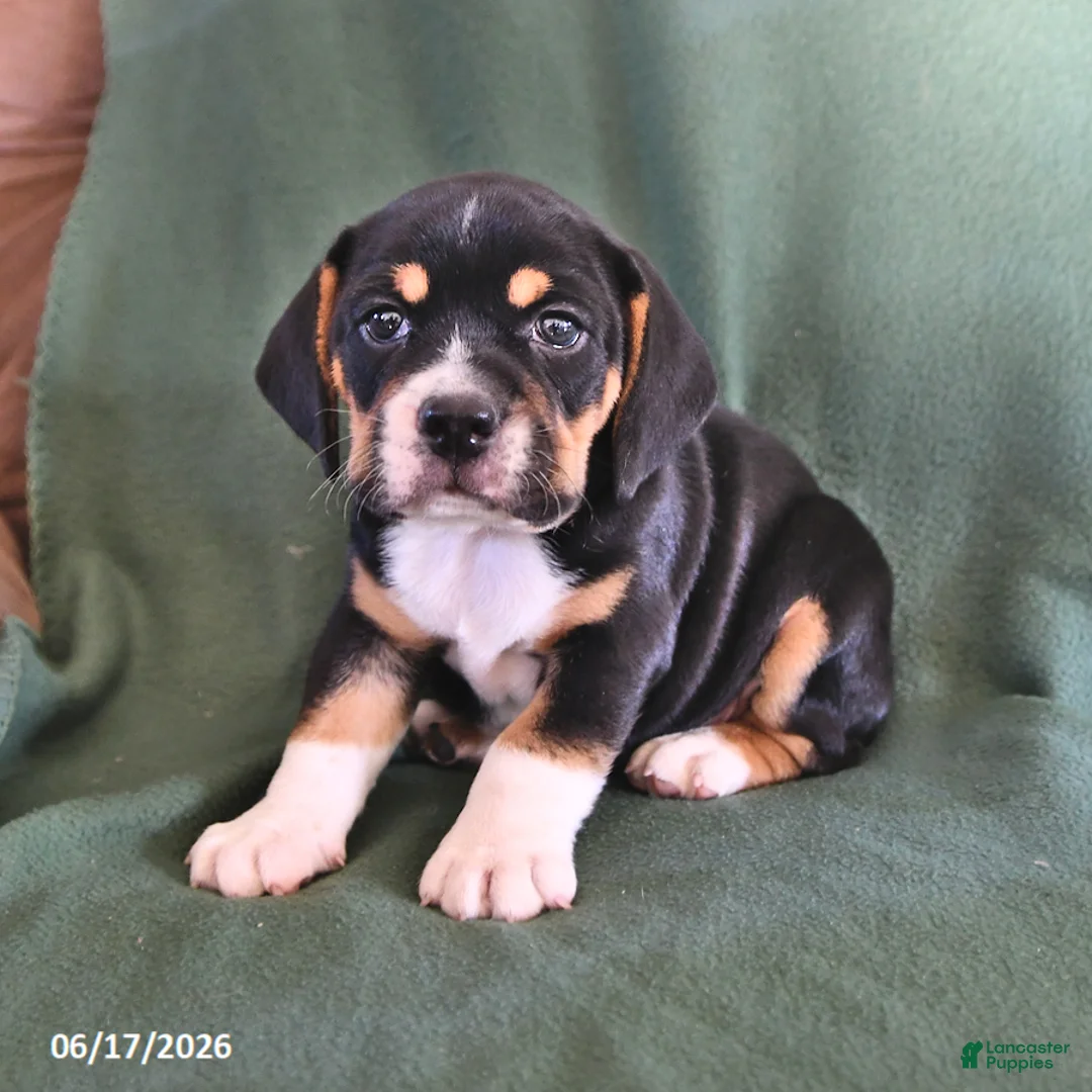 Beabull dogs for sale: Rover - Ad 2