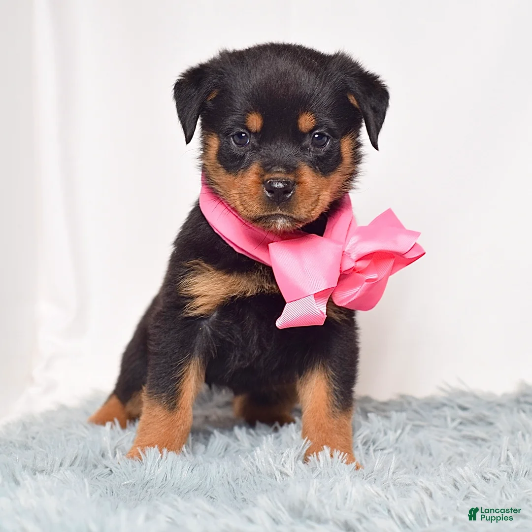 Rottweiler dogs for sale: Luna - Ad 2