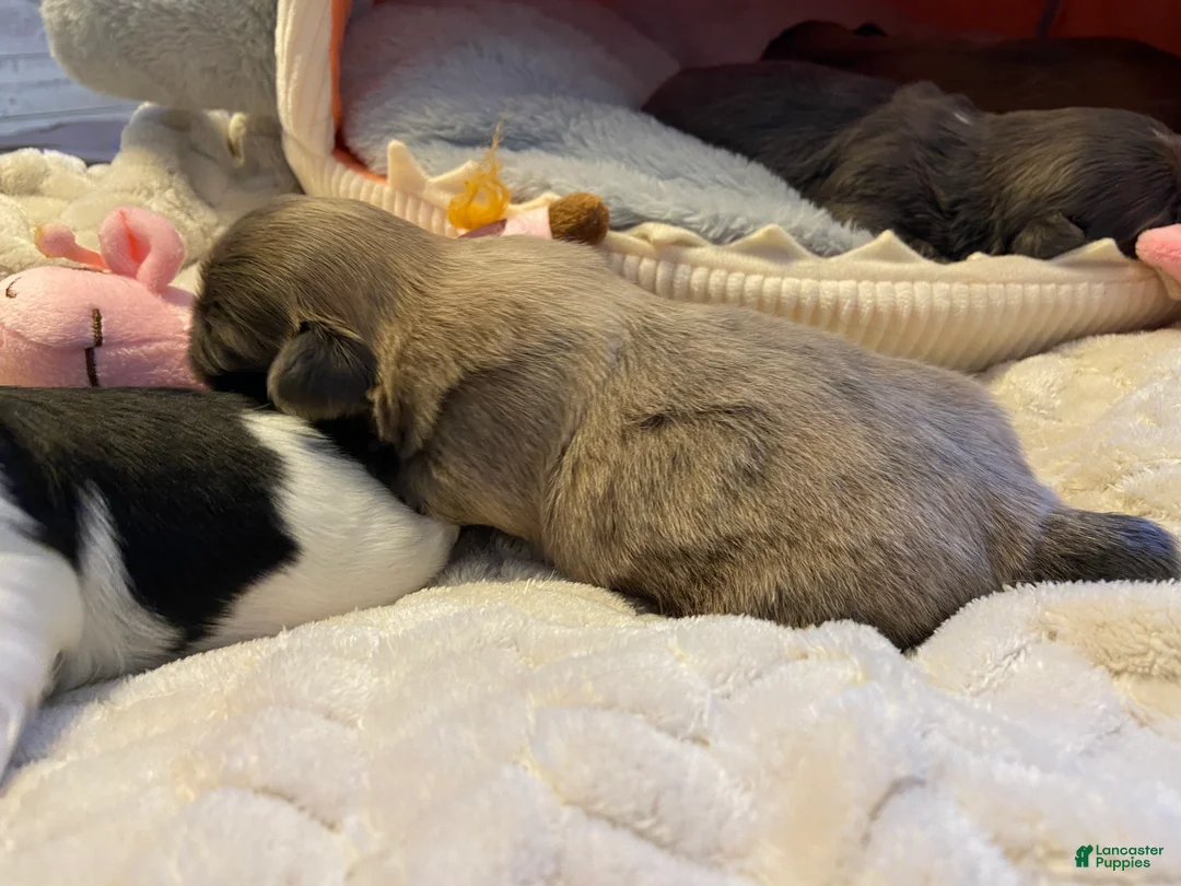Shih Tzu dogs for sale: Shih Tzu Puppy 3 - Ad 2