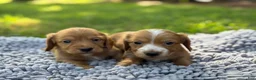 Miniature Dachshund dogs for sale: Dark cream - Blaze - Ad 5