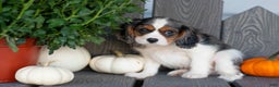 Cavalier King Charles Spaniel dogs for sale: Lester - Ad 2