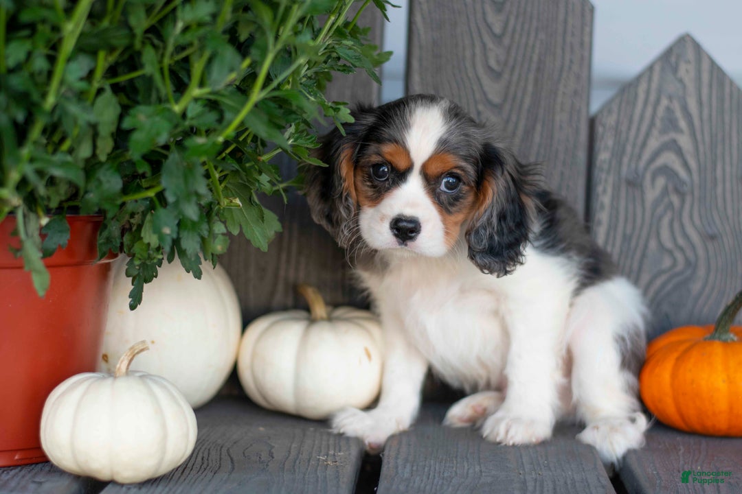 Cavalier King Charles Spaniel dogs for sale: Lester - Ad 2