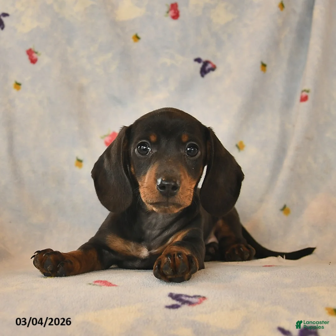 Dachshund dogs for sale: Blossom  - Ad 5