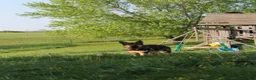 German Shepherd dogs for sale: Charlie - Ad 2