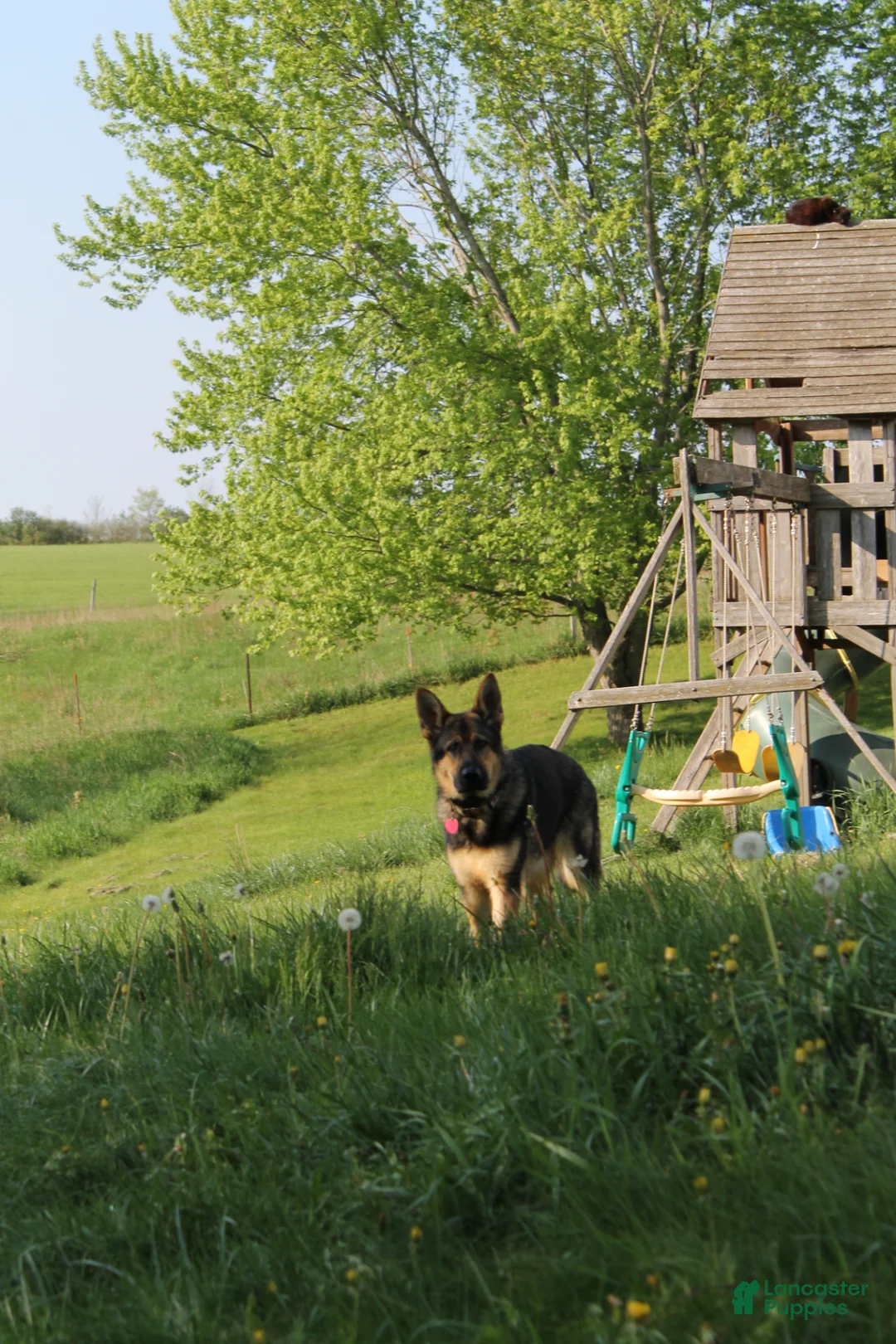 German Shepherd dogs for sale: Charlie - Ad 2