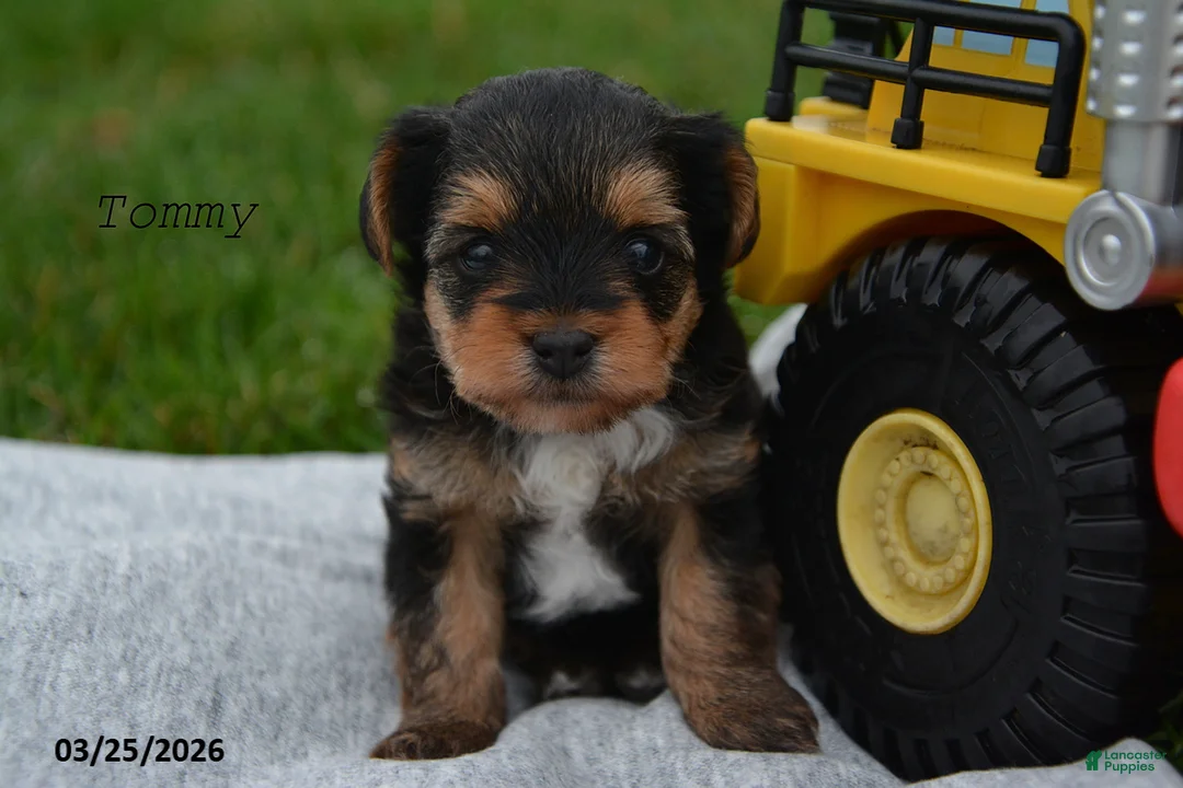 Yorkiepoo dogs for sale: Tommy - Ad 1