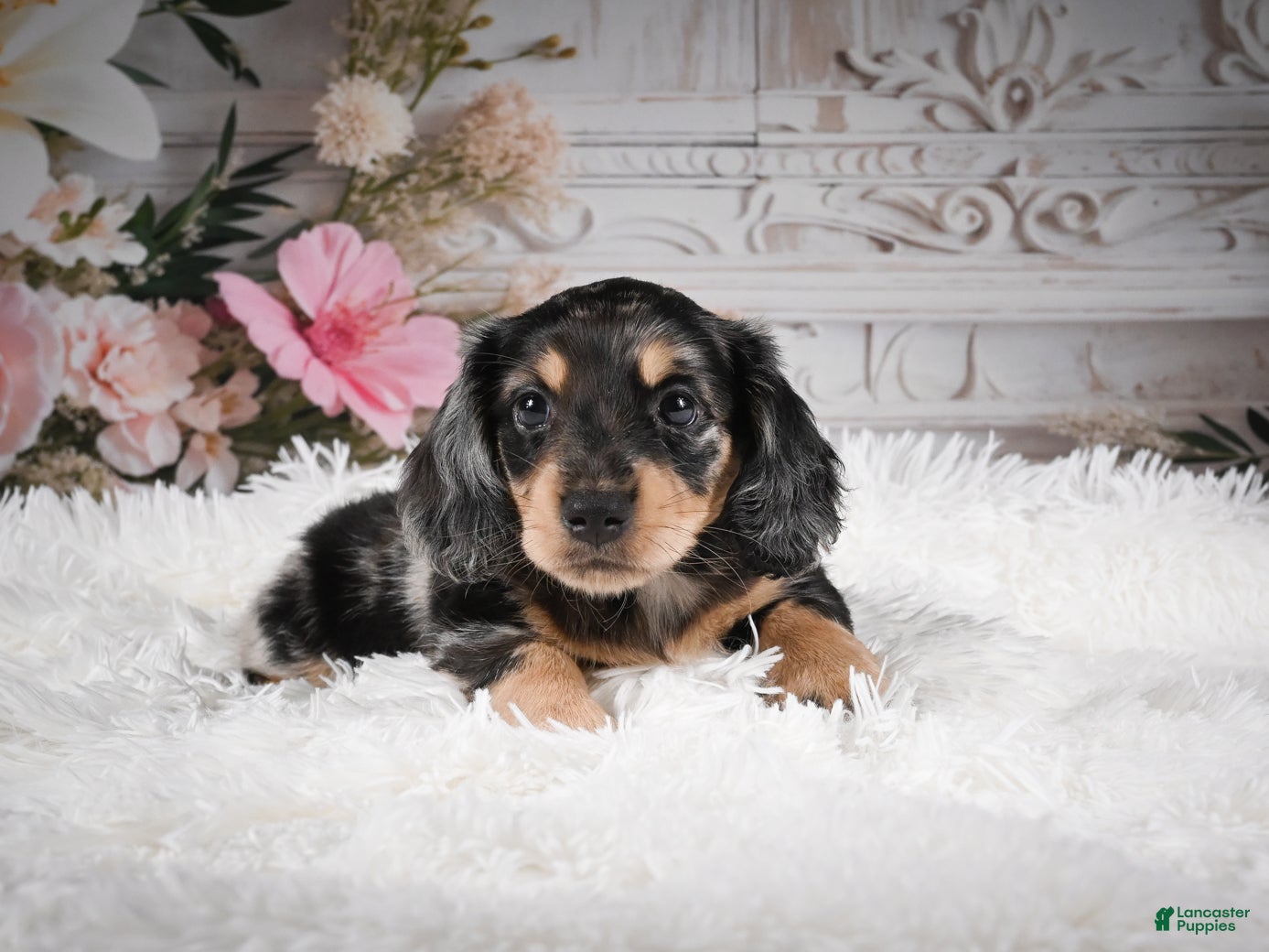 Miniature Dachshund dogs AKC-Rolo - Ad 2