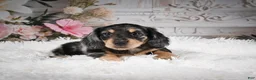 Miniature Dachshund dogs for sale: AKC-Rolo - Ad 2
