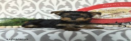 Yorkiepoo dogs for sale: Dustin  - Ad 2