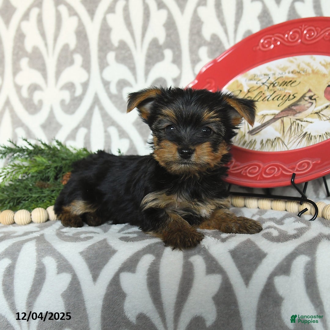 Yorkiepoo dogs for sale: Dustin  - Ad 2