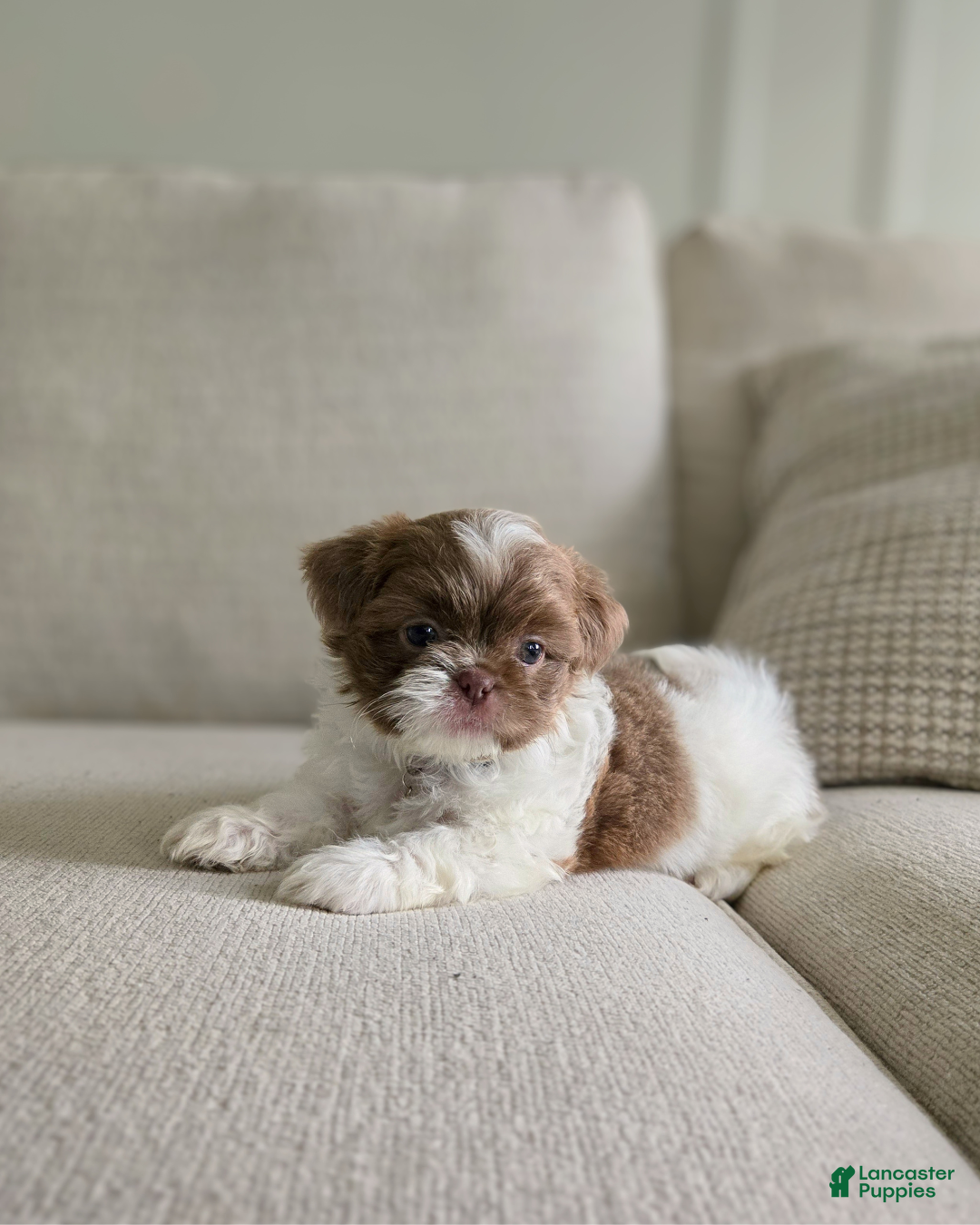 Shih Tzu dogs Pepper - Ad 15