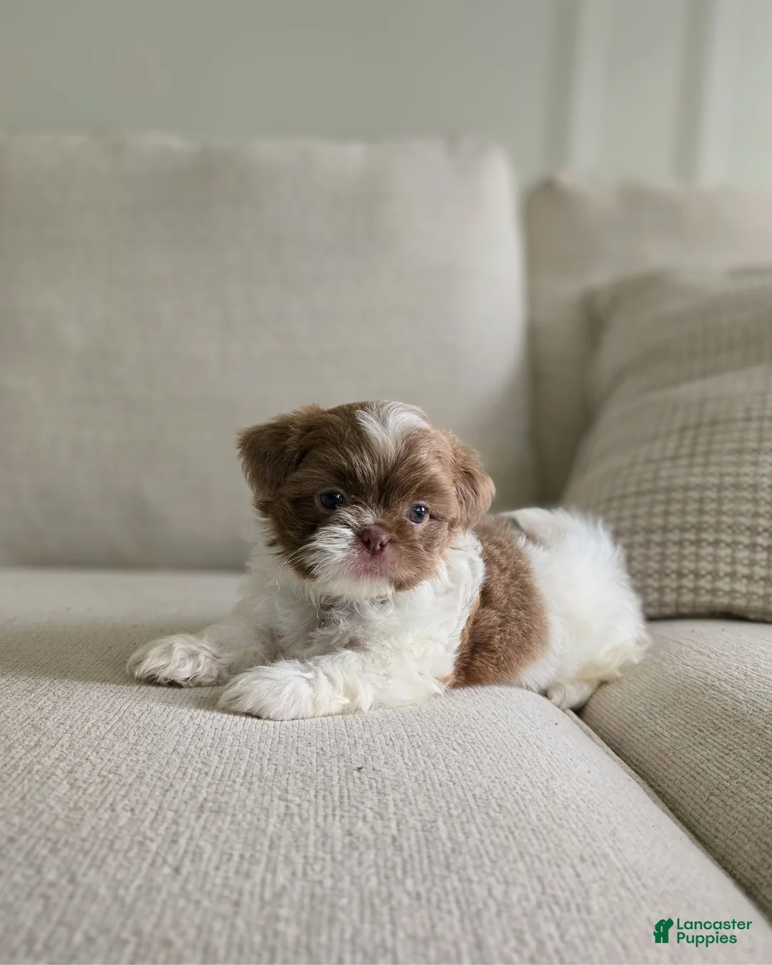 Shih Tzu dogs for sale: Pepper - Ad 1