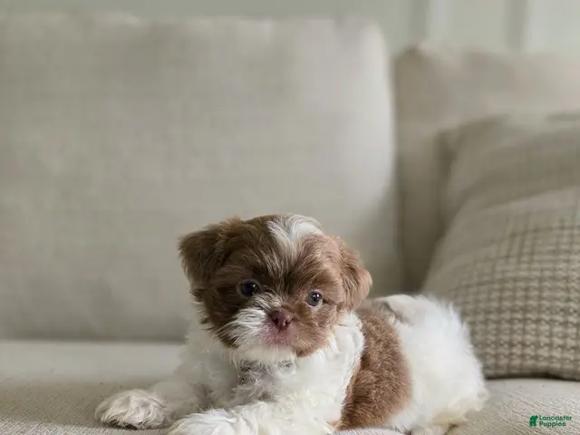 Shih Tzu dogs for sale: Pepper - Ad 1