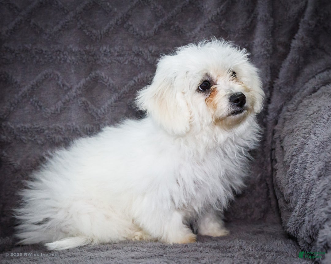 Bichon Frise dogs for sale: Jamaica - Ad 6