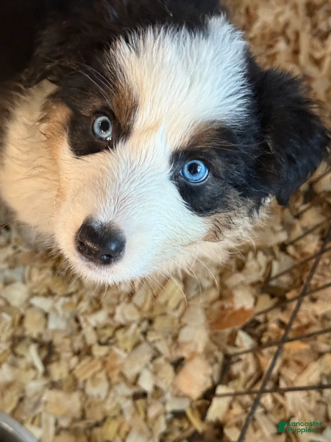 Australian Shepherd dogs for sale: Australian Shepherd Puppy 5 - Ad 2