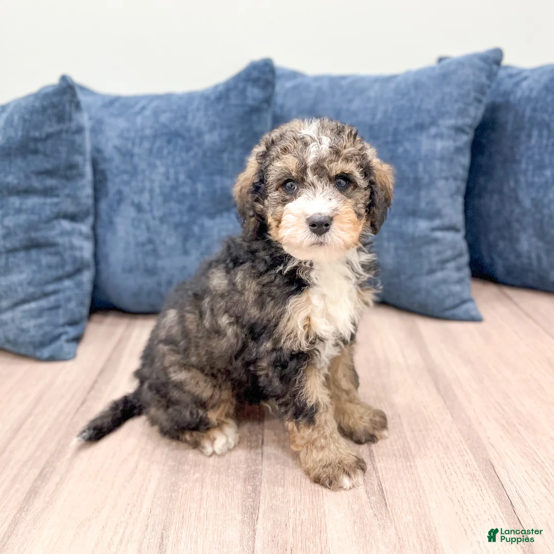Mini Bernedoodle dogs for sale: Wally - Ad 1
