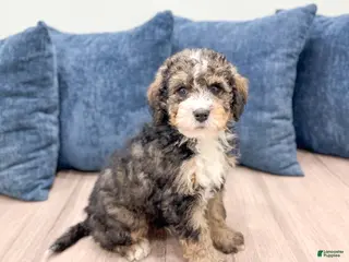 Mini Bernedoodle dogs Wally - Ad 6