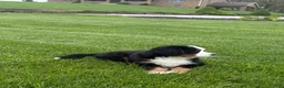 Bernese Mountain Dog dogs for sale: Tulip - Ad 5