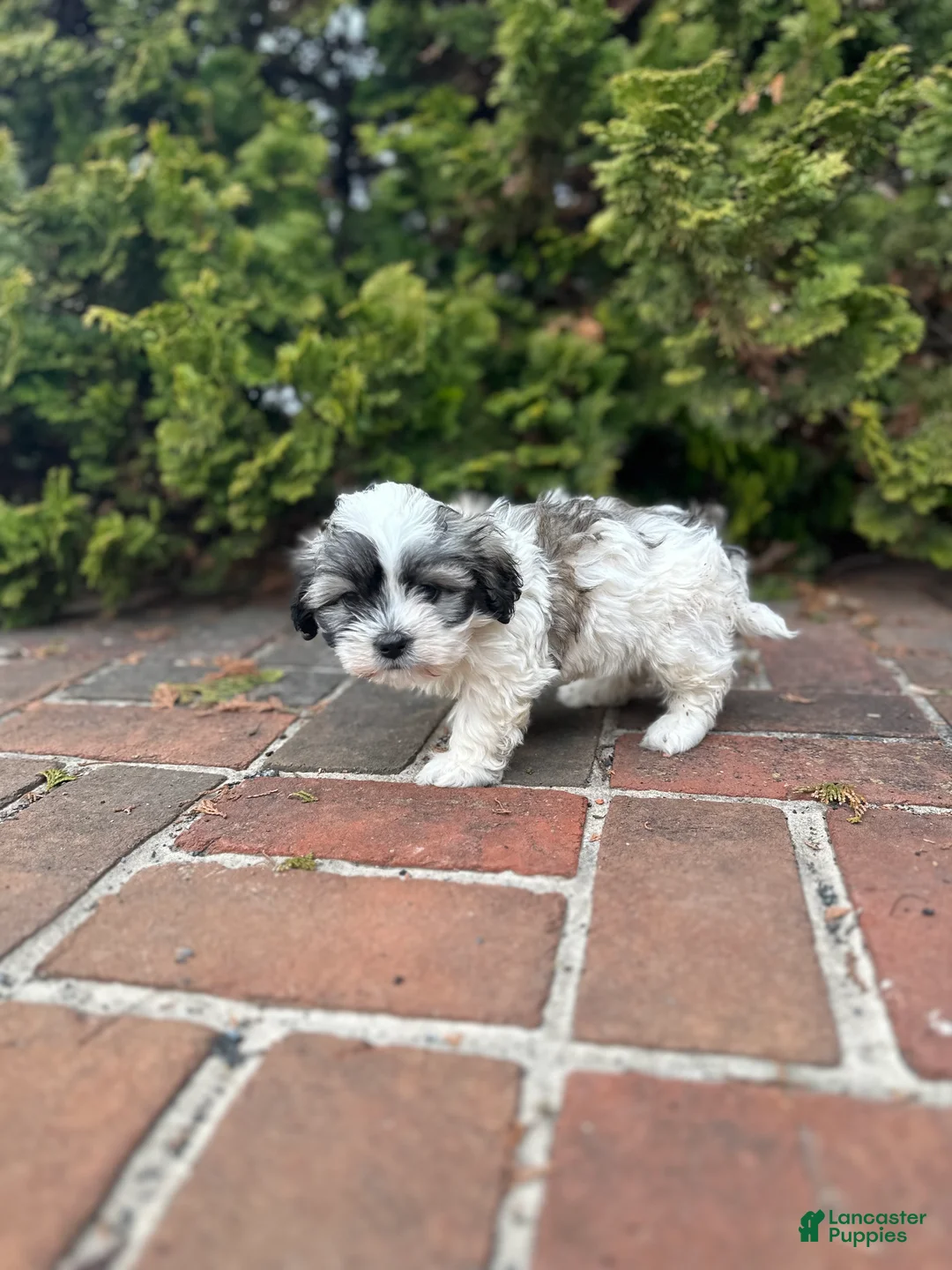 Teddy Bear dogs for sale: Gracie - Ad 6