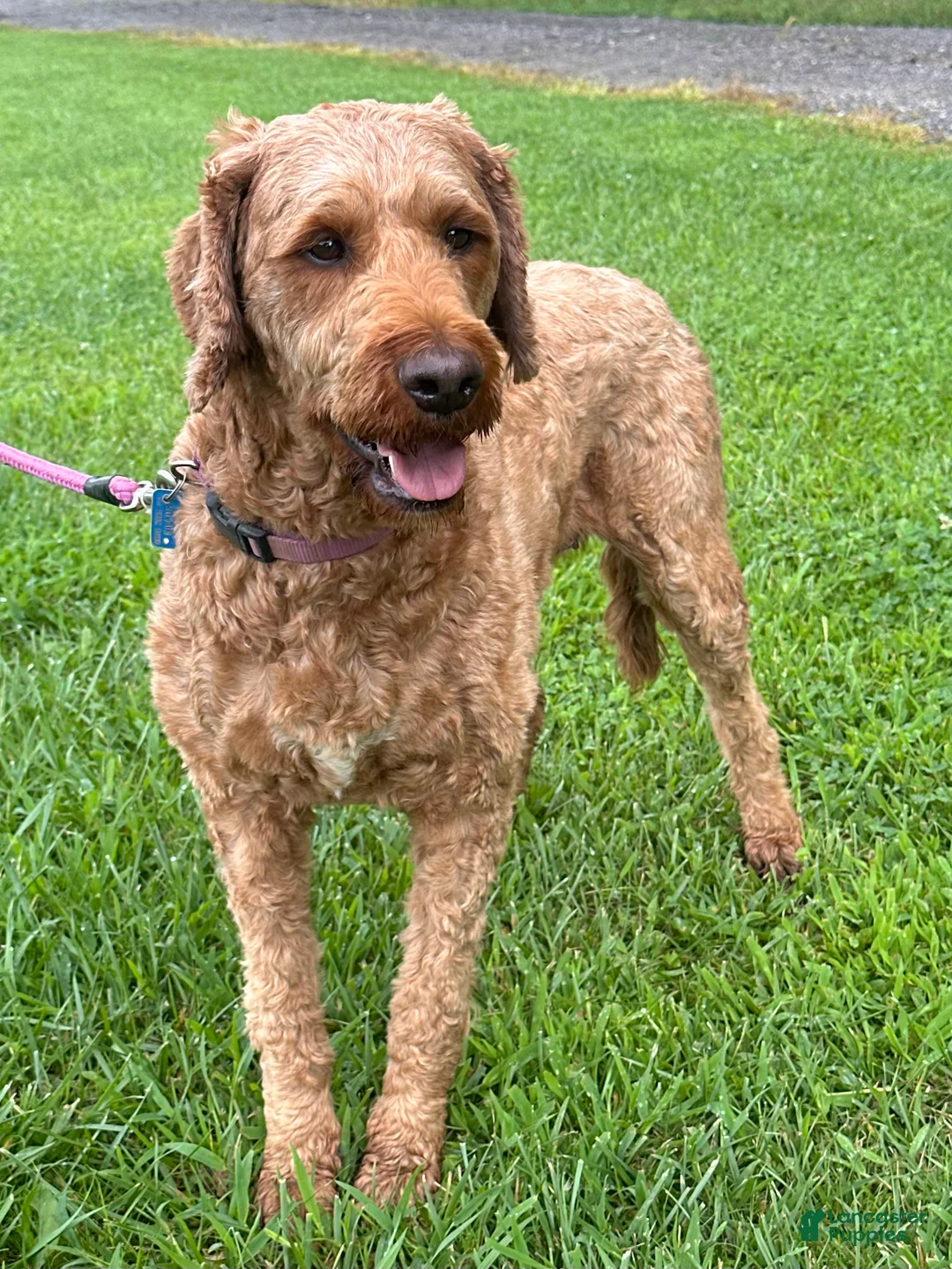 Irish Doodle dogs for sale: Maggie - Ad 1