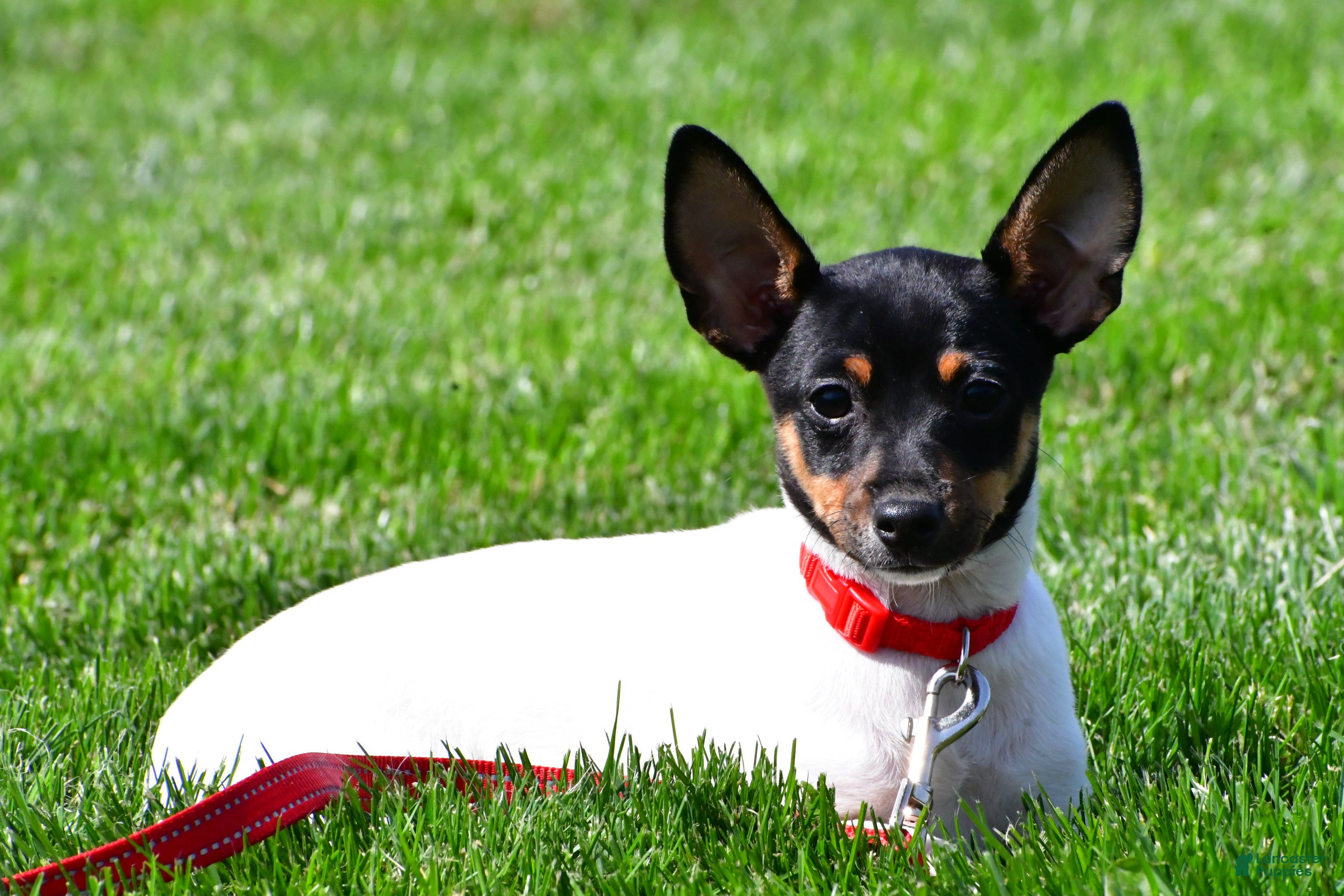 Toy Fox Terrier dogs Nemo - Ad 3