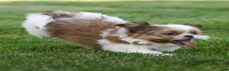Shih Tzu dogs for sale: Rusty Shih Tzu  - Ad 2