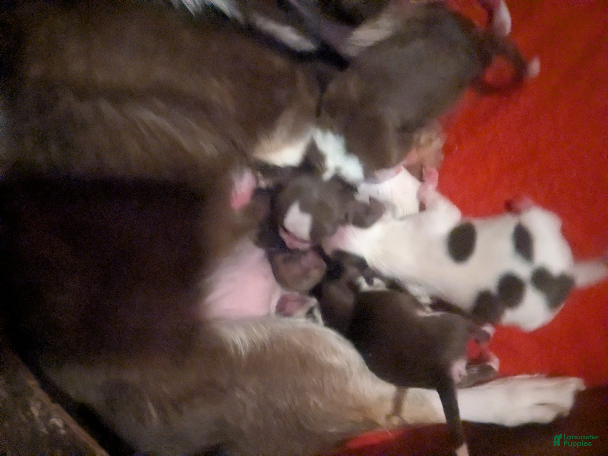 Chihuahua dogs for sale: Fievel Mousekowitz    - Ad 6