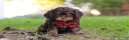 Cavapoo dogs for sale: Captain - Ad 21