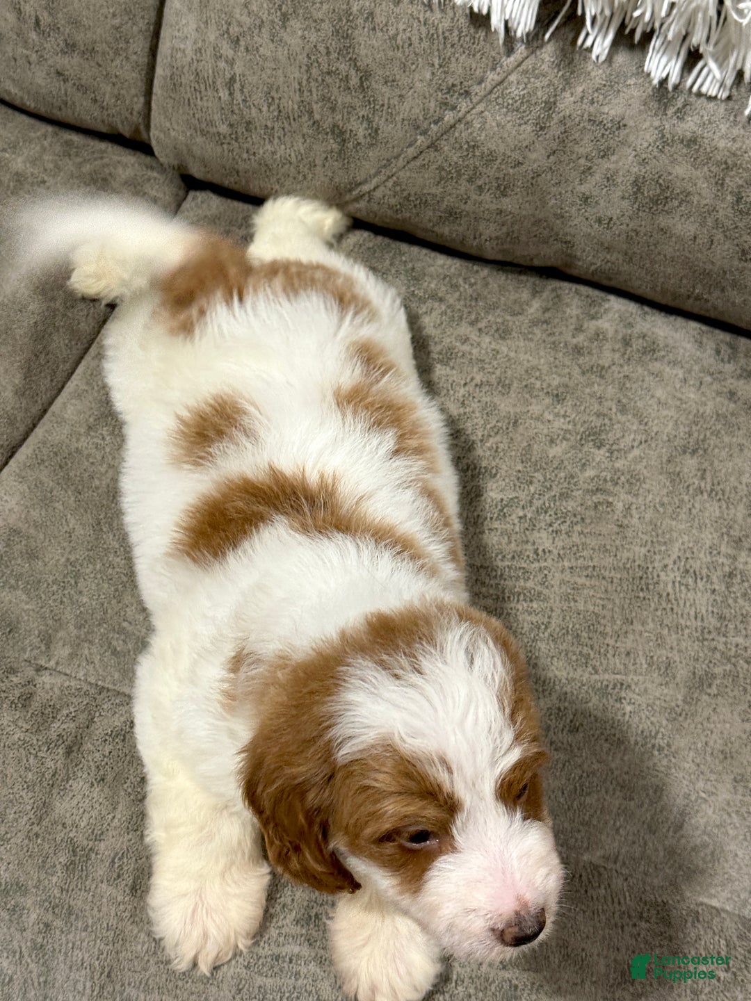 Goldendoodle dogs for sale: Piper - Ad 10