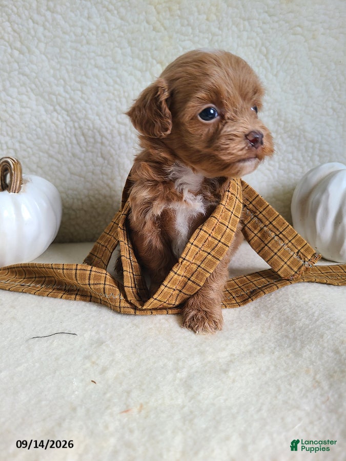 Lhasapoo dogs Cody - Ad 2