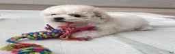 Bichon Frise dogs for sale: Maru (Male) - 9 weeks Old - Ad 4