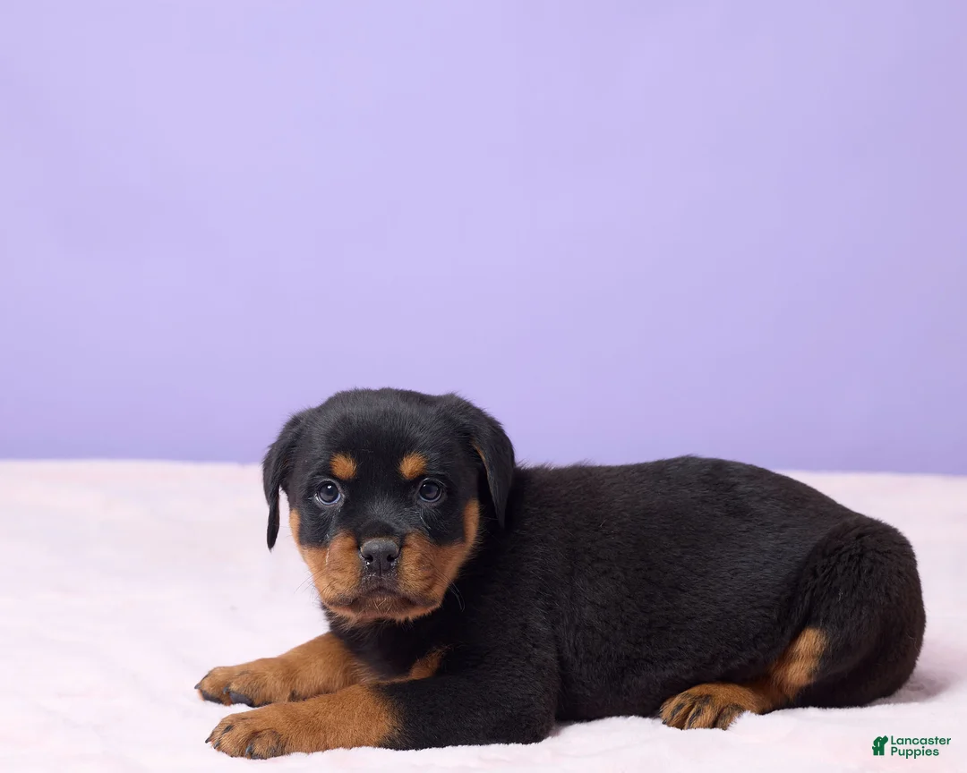 Rottweiler dogs for sale: Isaac - Ad 2