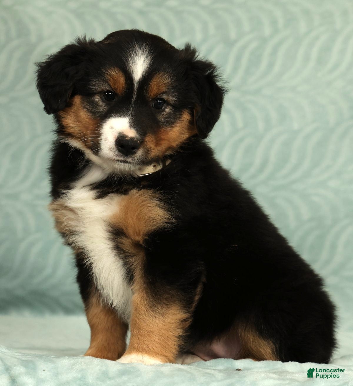 Australian Shepherd dogs for sale: Willow - Ad 1